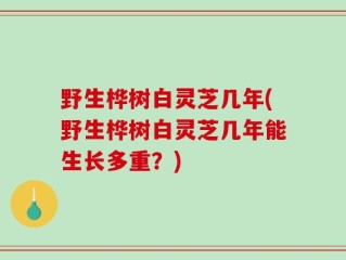 野生桦树白灵芝几年(野生桦树白灵芝几年能生长多重？)