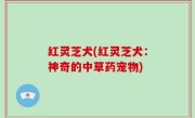 红灵芝犬(红灵芝犬：神奇的中草药宠物)