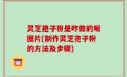 灵芝孢子粉是咋做的呢图片(制作灵芝孢子粉的方法及步骤)