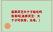 桑黄灵芝大个子能吃吗有毒吗(桑黄灵芝：大个子可食用，无毒。)