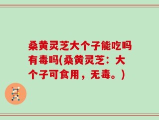 桑黄灵芝大个子能吃吗有毒吗(桑黄灵芝：大个子可食用，无毒。)