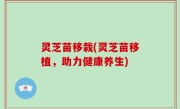 灵芝苗移栽(灵芝苗移植，助力健康养生)