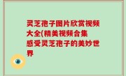灵芝孢子图片欣赏视频大全(精美视频合集 感受灵芝孢子的美妙世界
