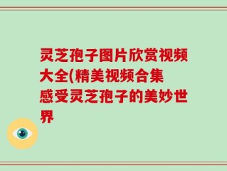 灵芝孢子图片欣赏视频大全(精美视频合集 感受灵芝孢子的美妙世界