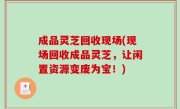 成品灵芝回收现场(现场回收成品灵芝，让闲置资源变废为宝！)
