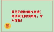 灵芝的侧枝图片高清(高清灵芝侧枝图片，令人惊艳)