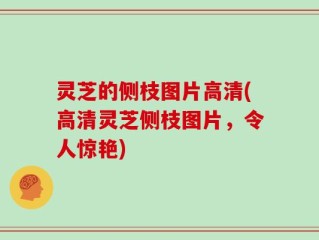 灵芝的侧枝图片高清(高清灵芝侧枝图片，令人惊艳)