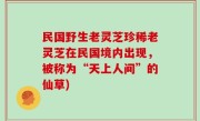 民国野生老灵芝珍稀老灵芝在民国境内出现，被称为“天上人间”的仙草)