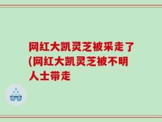 网红大凯灵芝被采走了(网红大凯灵芝被不明人士带走
