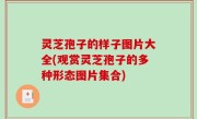 灵芝孢子的样子图片大全(观赏灵芝孢子的多种形态图片集合)