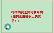 樟树的灵芝如何食用的(如何食用樟树上的灵芝？)