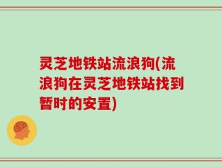 灵芝地铁站流浪狗(流浪狗在灵芝地铁站找到暂时的安置)