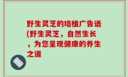 野生灵芝的培植广告语(野生灵芝，自然生长，为您呈现健康的养生之道