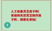 人工收集灵芝孢子粉(采摘纯天然灵芝制作孢子粉，健康无添加)