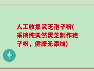 人工收集灵芝孢子粉(采摘纯天然灵芝制作孢子粉，健康无添加)