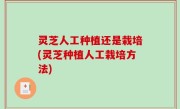 灵芝人工种植还是栽培(灵芝种植人工栽培方法)