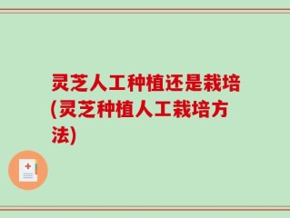 灵芝人工种植还是栽培(灵芝种植人工栽培方法)
