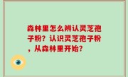 森林里怎么辨认灵芝孢子粉？认识灵芝孢子粉，从森林里开始？