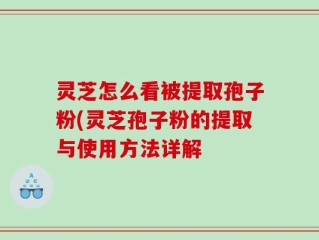 灵芝怎么看被提取孢子粉(灵芝孢子粉的提取与使用方法详解