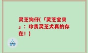 灵芝狗仔(「灵芝宝贝」：珍贵灵芝犬真的存在！)