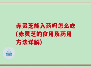 赤灵芝能入药吗怎么吃(赤灵芝的食用及药用方法详解)