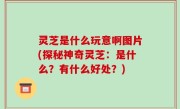 灵芝是什么玩意啊图片(探秘神奇灵芝：是什么？有什么好处？)