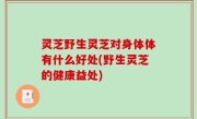 灵芝野生灵芝对身体体有什么好处(野生灵芝的健康益处)