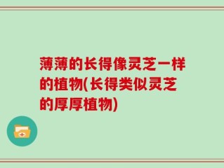 薄薄的长得像灵芝一样的植物(长得类似灵芝的厚厚植物)