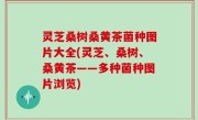 灵芝桑树桑黄茶菌种图片大全(灵芝、桑树、桑黄茶——多种菌种图片浏览)
