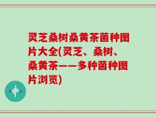 灵芝桑树桑黄茶菌种图片大全(灵芝、桑树、桑黄茶——多种菌种图片浏览)