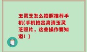 玉灵芝怎么拍照推荐手机(手机拍出高清玉灵芝照片，这些操作要知道！)