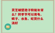 灵芝破壁孢子粉能补肾么？转季节可以用龟、蝎子、水鱼、蛇煲什么汤好