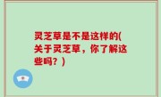 灵芝草是不是这样的(关于灵芝草，你了解这些吗？)