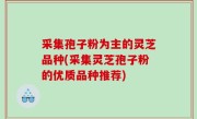 采集孢子粉为主的灵芝品种(采集灵芝孢子粉的优质品种推荐)