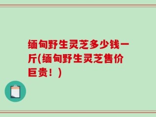 缅甸野生灵芝多少钱一斤(缅甸野生灵芝售价巨贵！)