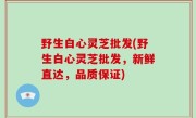 野生白心灵芝批发(野生白心灵芝批发，新鲜直达，品质保证)