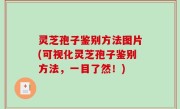 灵芝孢子鉴别方法图片(可视化灵芝孢子鉴别方法，一目了然！)
