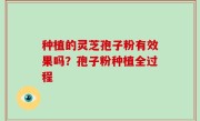 种植的灵芝孢子粉有效果吗？孢子粉种植全过程