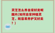 灵芝怎么养自家好卖呢图片(如何自家种植灵芝，既容易养护又好卖？)