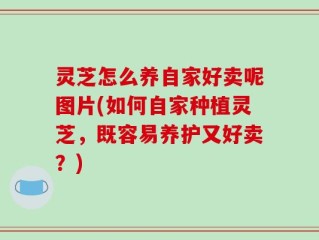 灵芝怎么养自家好卖呢图片(如何自家种植灵芝，既容易养护又好卖？)