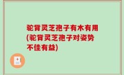 驼背灵芝孢子有木有用(驼背灵芝孢子对姿势不佳有益)