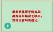 黑养芳黑灵芝何首鸟(黑养芳与黑灵芝联手，惊现何首鸟奇遇记)