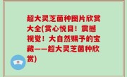 超大灵芝菌种图片欣赏大全(赏心悦目！震撼视觉！大自然赐予的宝藏——超大灵芝菌种欣赏)