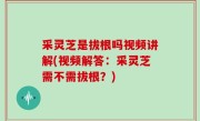 采灵芝是拔根吗视频讲解(视频解答：采灵芝需不需拔根？)