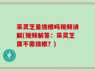采灵芝是拔根吗视频讲解(视频解答：采灵芝需不需拔根？)
