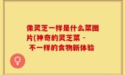 像灵芝一样是什么菜图片(神奇的灵芝菜 - 不一样的食物新体验