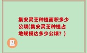 集安灵芝种植面积多少公顷(集安灵芝种植占地规模达多少公顷？)
