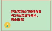 野生灵芝能打粥吗有毒吗(野生灵芝可做粥，安全无毒)