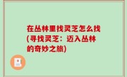 在丛林里找灵芝怎么找(寻找灵芝：迈入丛林的奇妙之旅)