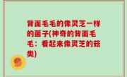背面毛毛的像灵芝一样的菌子(神奇的背面毛毛：看起来像灵芝的菇类)